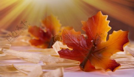 秋天枫叶背景图案