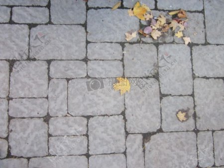 地面上的黄色枫叶