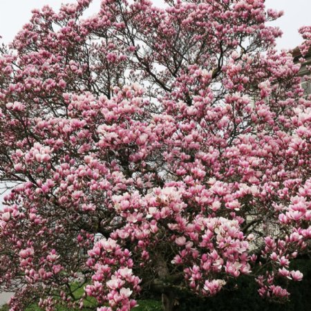自然花春天树粉红色盛开植物玉兰