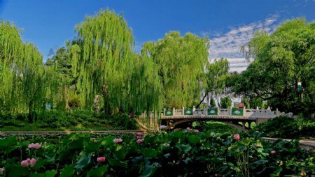 北京紫竹院公园风景