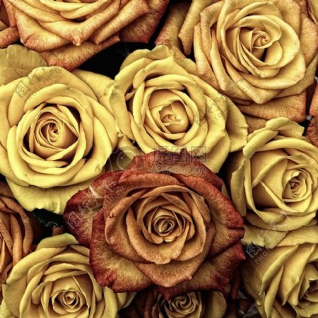 枯萎的黄玫瑰