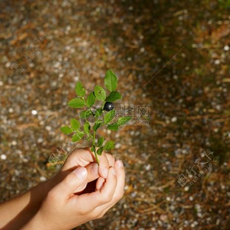 手中的绿色植物