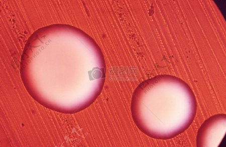 红色背景圆形细胞图案