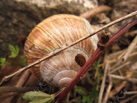 螺旋式的蜗牛壳