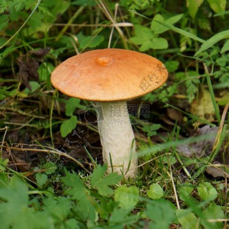草地上的小蘑菇