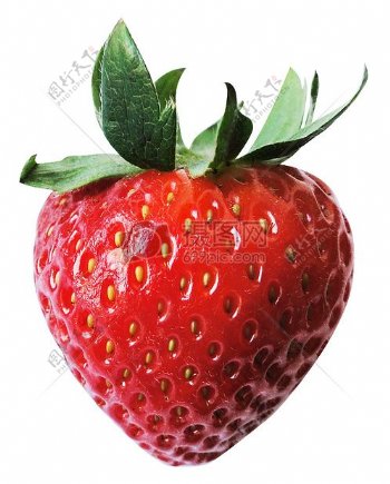 新鲜的一支草莓