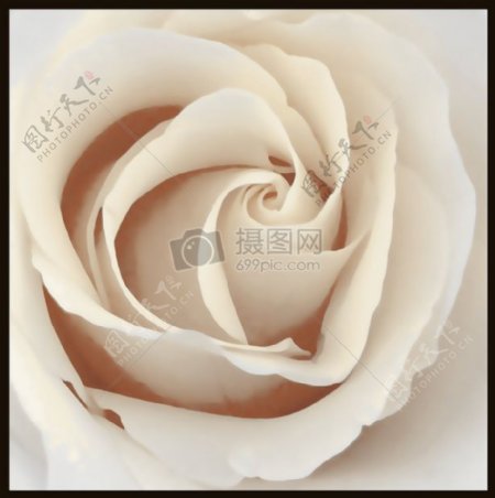 盛开的白色玫瑰
