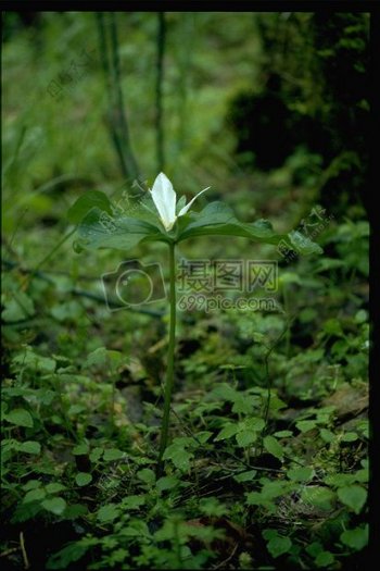 绿色植物中的白花