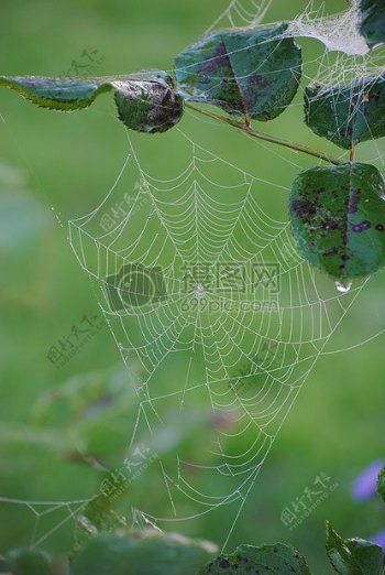 绿叶下的蜘蛛网