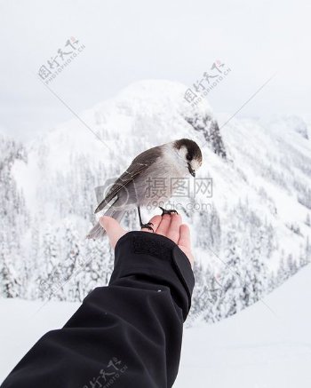 山自然鸟手动物麻雀雪鸟