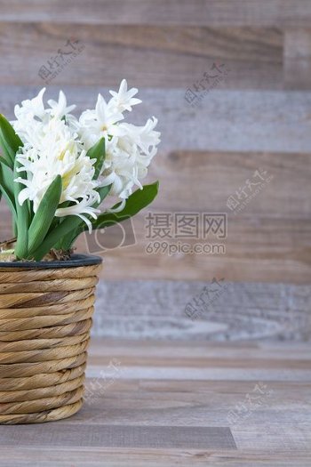 花盆里的白色菊花