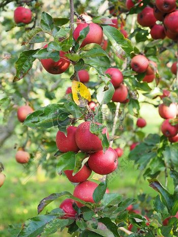 果园里新鲜成熟的苹果