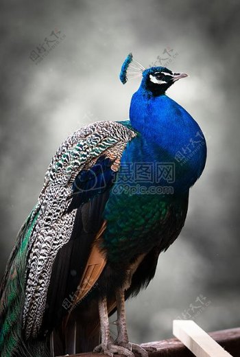 自然鸟蓝色动物动物园色彩鲜艳羽毛孔雀