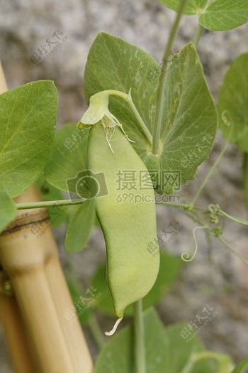 特写豌豆植物