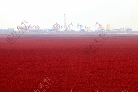 辽宁盘锦红海滩风景