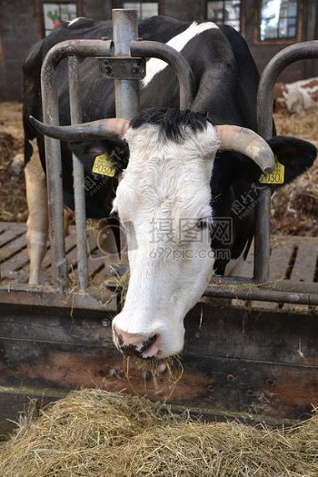 正在吃草的奶牛