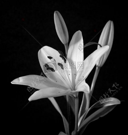 黑白的百合花