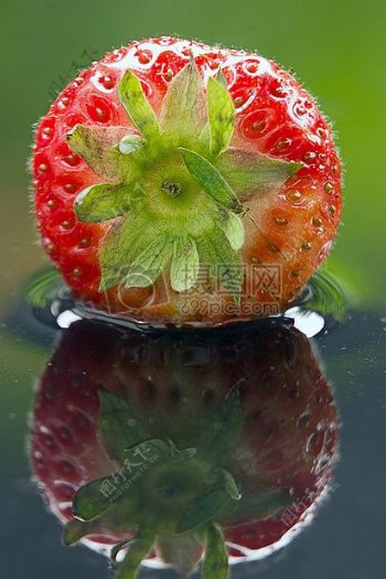 一颗成熟的草莓