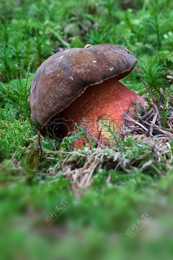 一只胖胖的蘑菇
