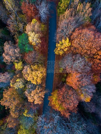 秋天的树林俯视