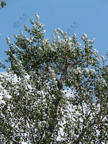 阳光下的白杨树