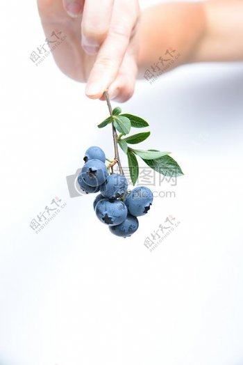 新鲜多汁蓝莓