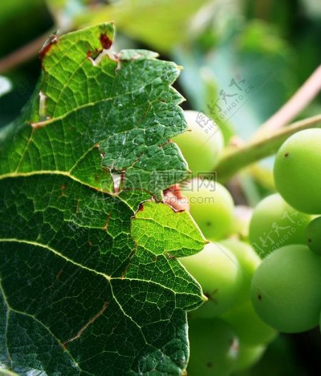 成熟的玛瑙葡萄