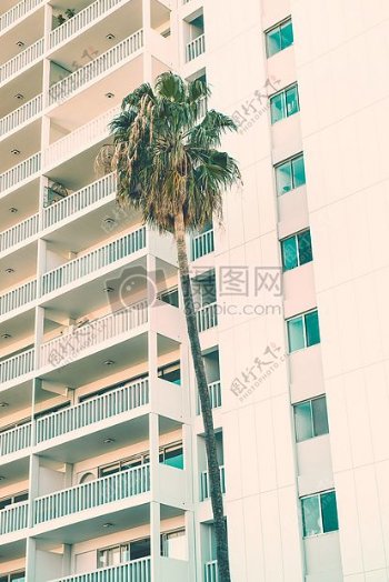 绿色棕榈树近白色的混凝土公寓