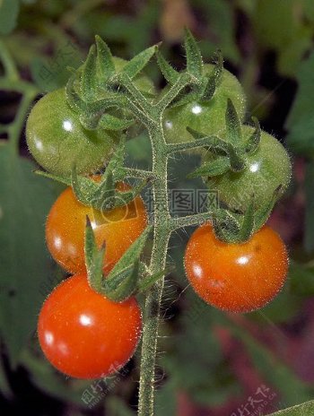 成长的番茄