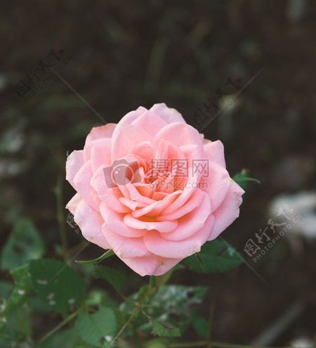 粉红色的花瓣玫瑰花