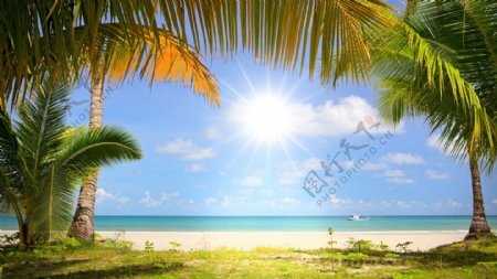 夏季清新蓝天海洋沙滩椰子树风光