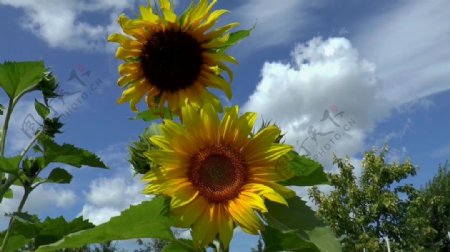 太阳花向日葵视频素材