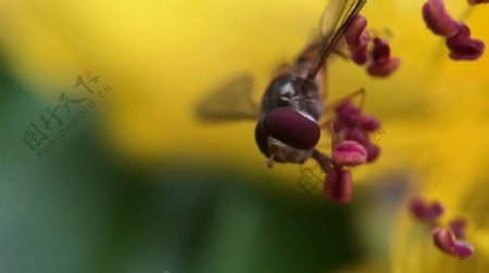 蜜蜂花卉视频拍摄