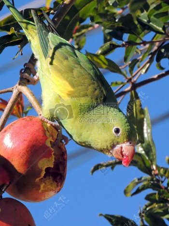 鸟吃水果野生动物羽毛