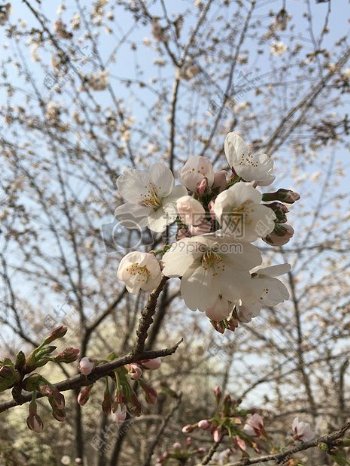 春天盛开的樱花