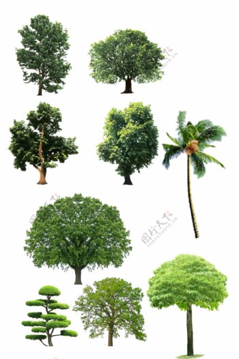 树抠图素材