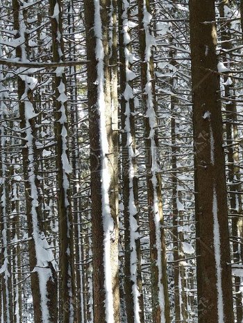 冬天落雪的杉木