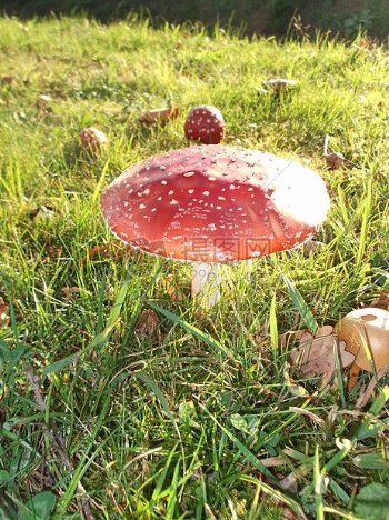 阳光下美丽的大蘑菇