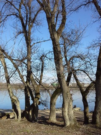 树木河流河边早春天
