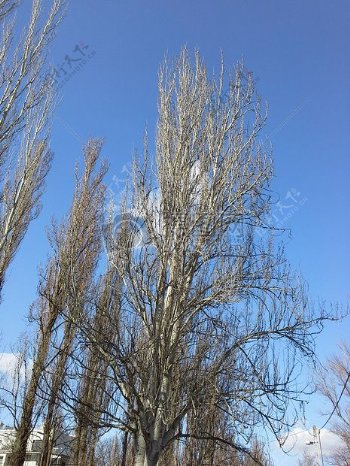 树木蓝色天空光秃秃的树