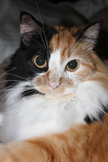 黑与白橙猫美丽蓬松的美丽的喜马拉雅印花布猫喜马拉雅猫印花布
