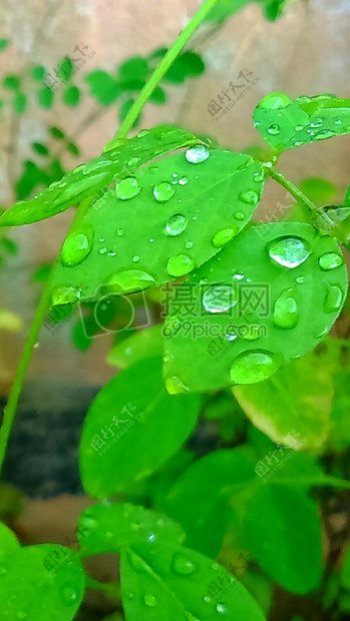 绿叶植物水滴白天