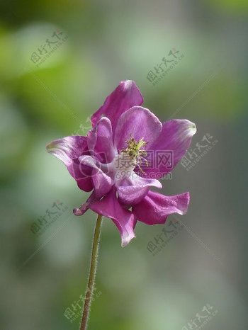 美丽的紫色小花