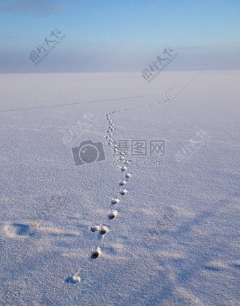 雪地上的足迹