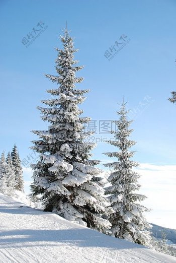 雪帽松树