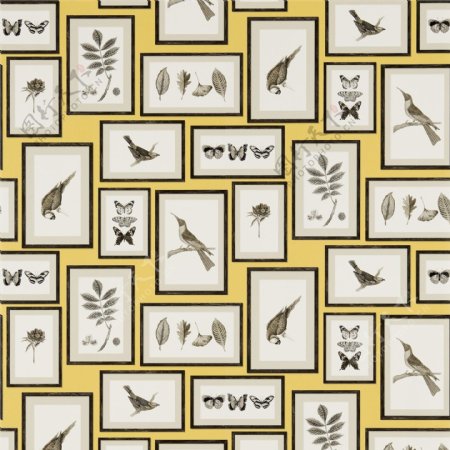 黄色花鸟画框壁纸