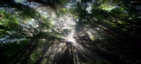 透过树林的阳光标清实拍视频素材