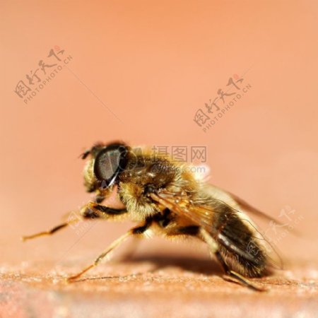一只蜜蜂的特写