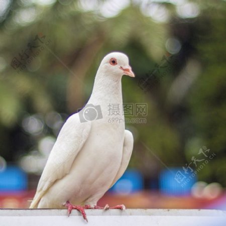 白色的和平鸽
