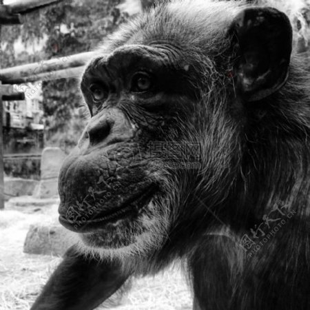 猩猩的黑白照